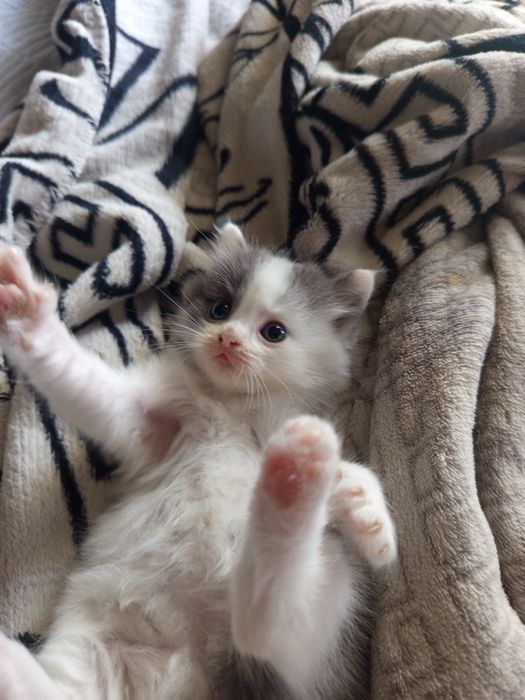 Британский котенок девочка