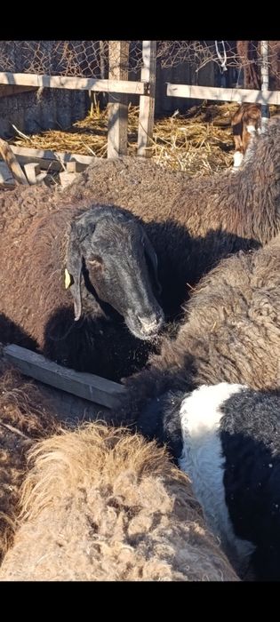 Бараны матки гиссар продам