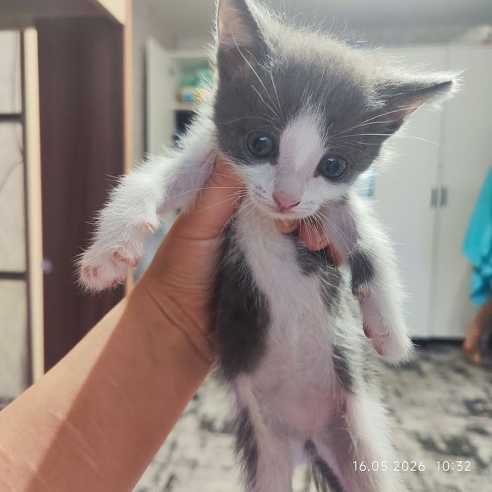 Отдам котят в хорошие руки