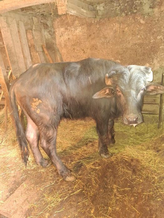Vanzare Taur Bivol