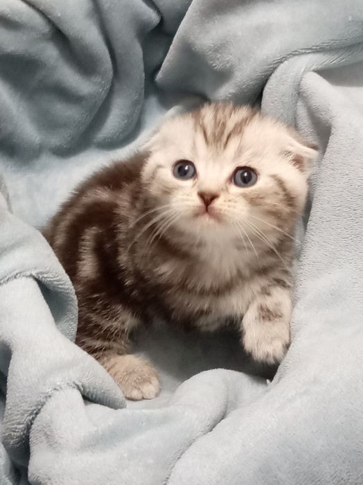 Продам котенок мальчик выслоуха Scottish Fold