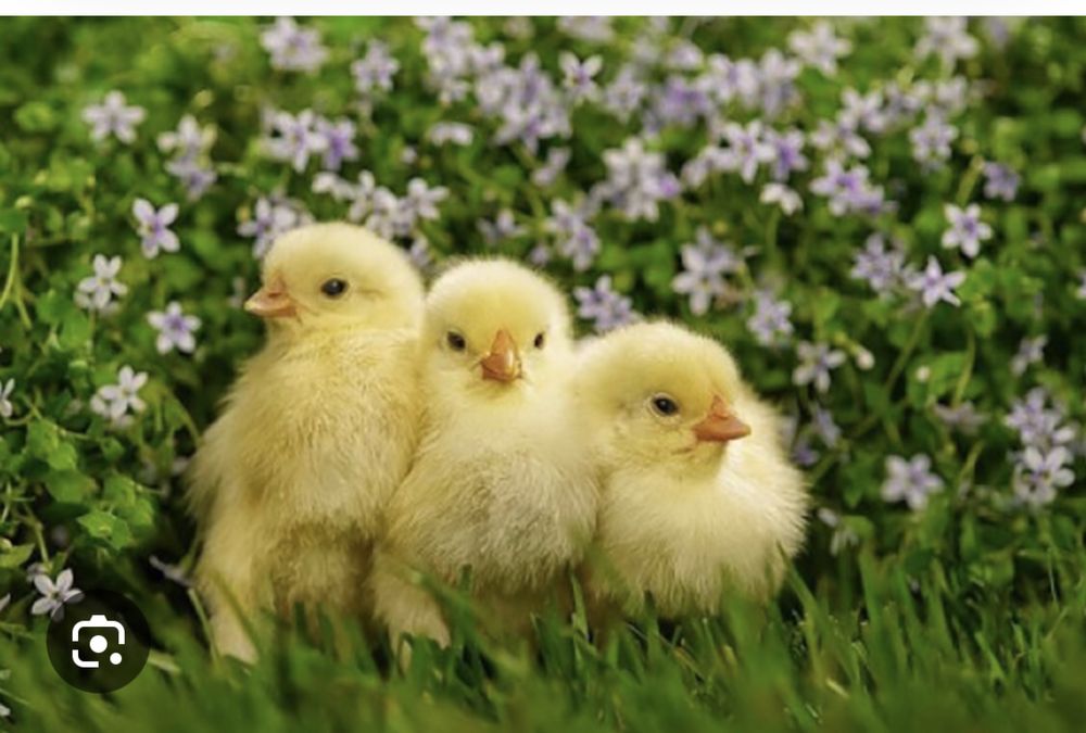 Продам бройлерных цыплят