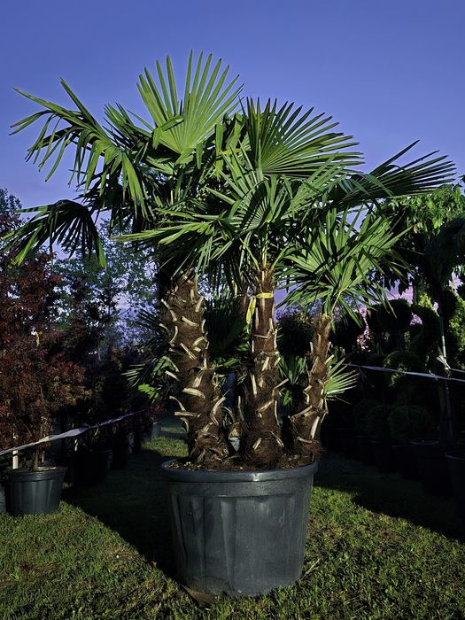 Palmier trachycarpus rezistent la ger