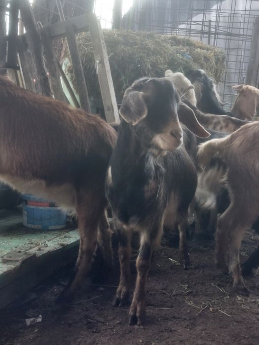 Capre anglo nubiene metis