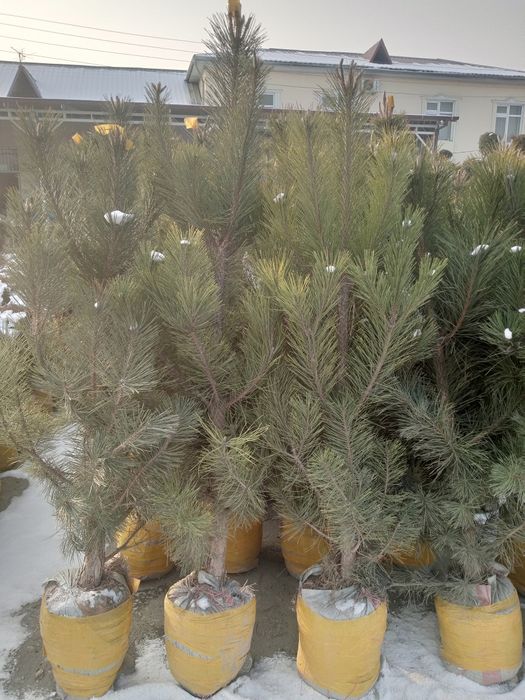 Qirim sasna va Galuboy yel archalari.