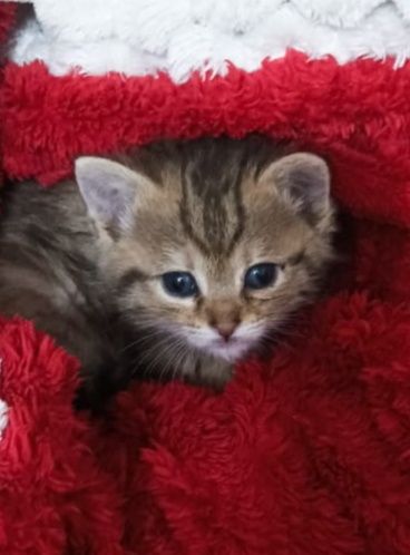 Девочка срочно ищет дом и любящих хозяев