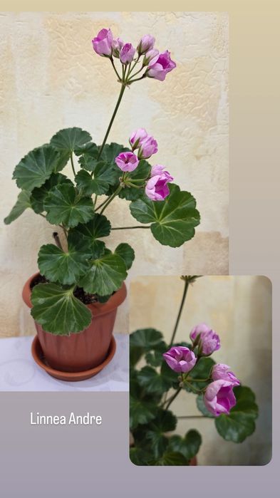 Тюльпановидные, розовидные и др. герани