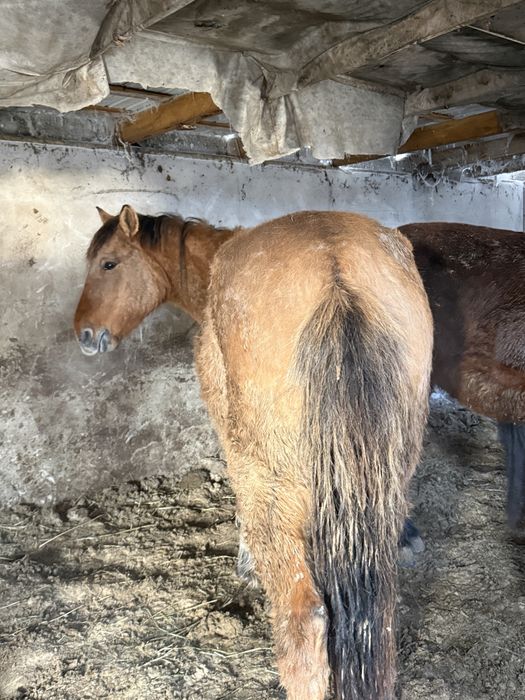 Жылқы лощадь бие байтал айғыр ат тай