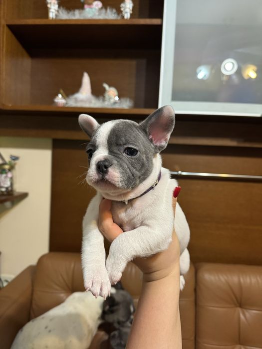 Френски булдог син ген с родословие