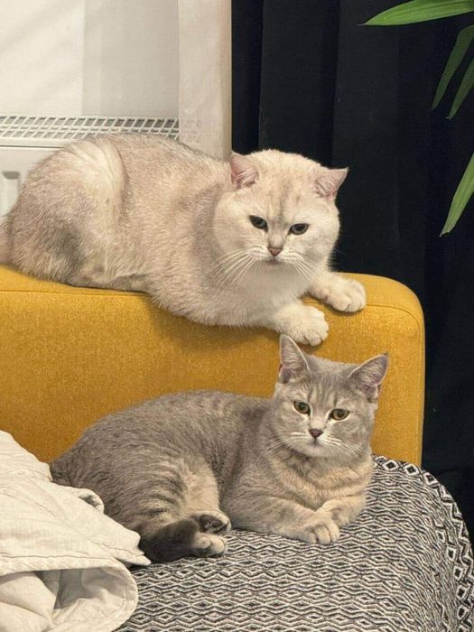 Продам британский кошку