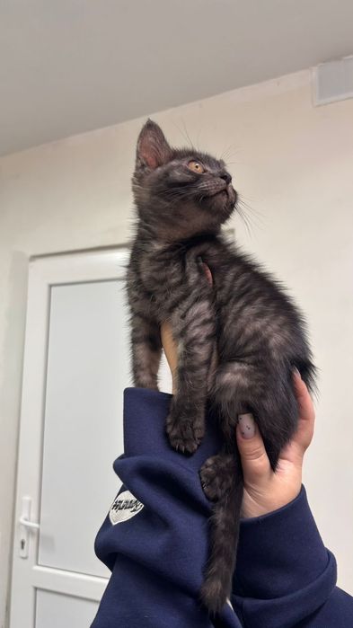 Котенок мальчик 2мес