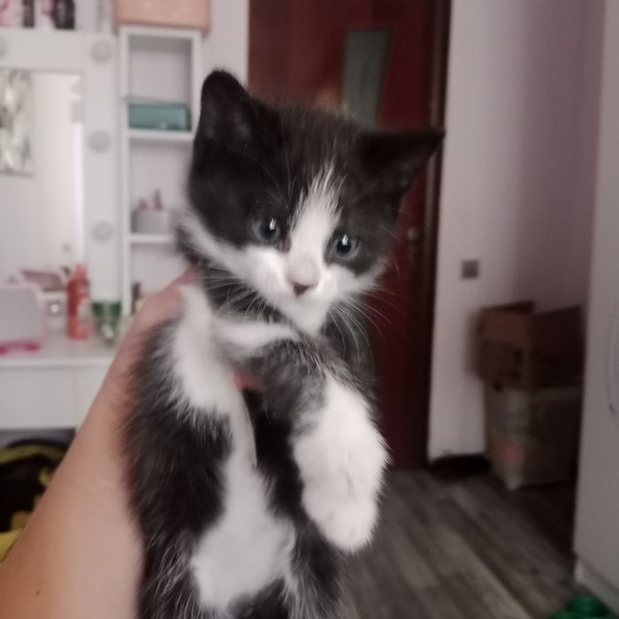 Отдам котят в хорошие руки