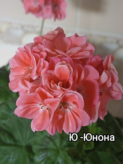 Укорененные черенки пеларгонии(герани)