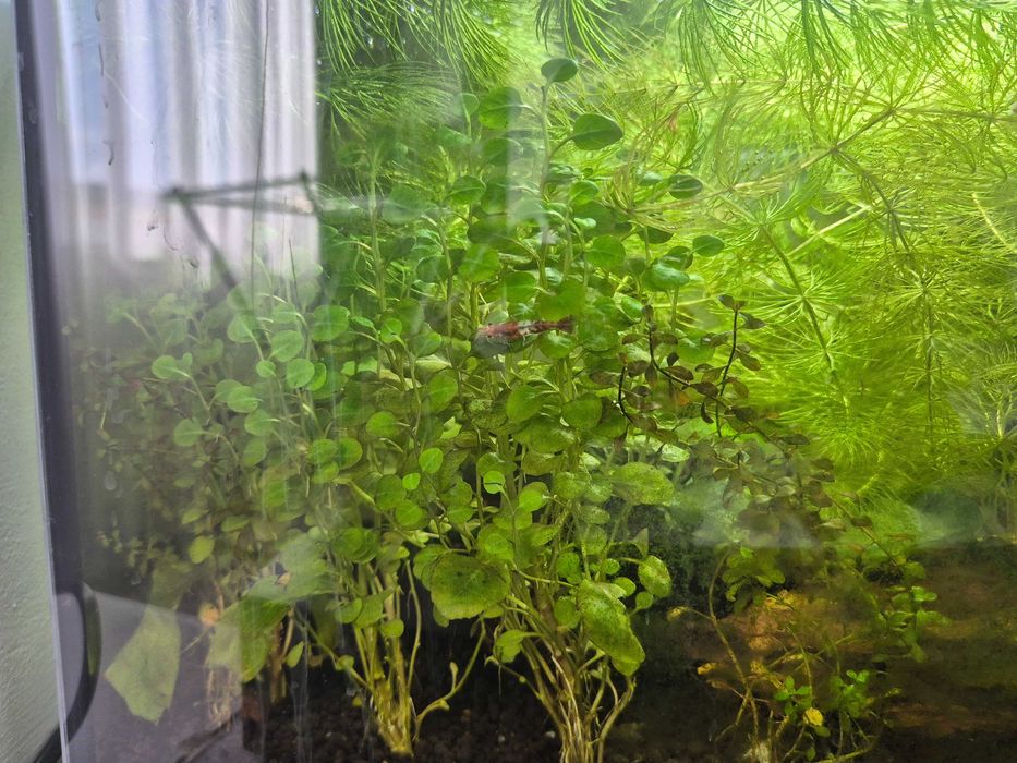 Acvariu Diversa 25l