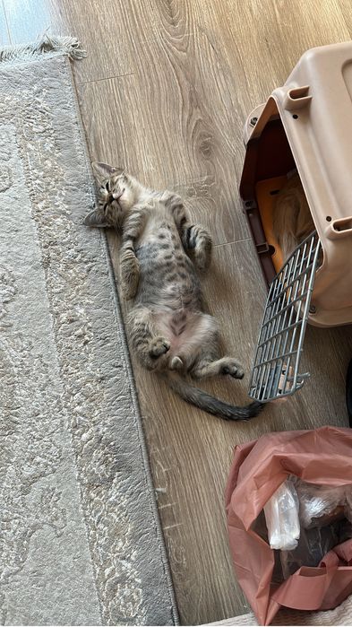 Отдам котенка в добрые руки!