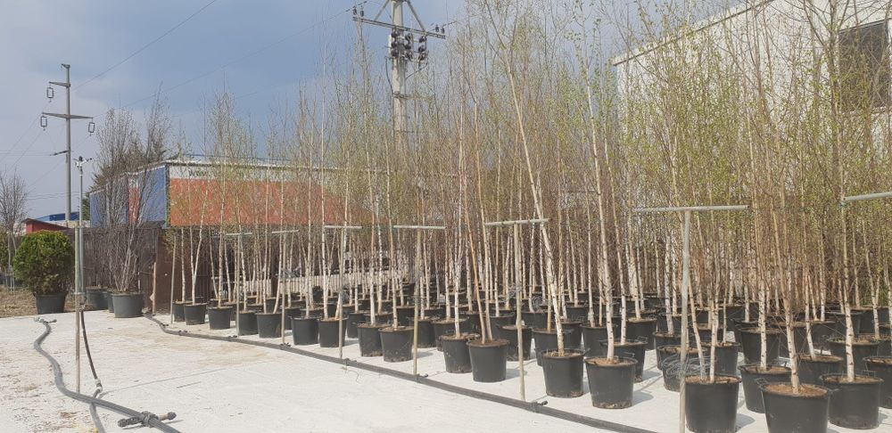 Mesteacăn toate dimensiunile