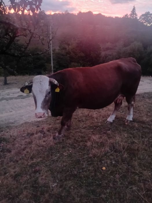 Vând vaca de abator