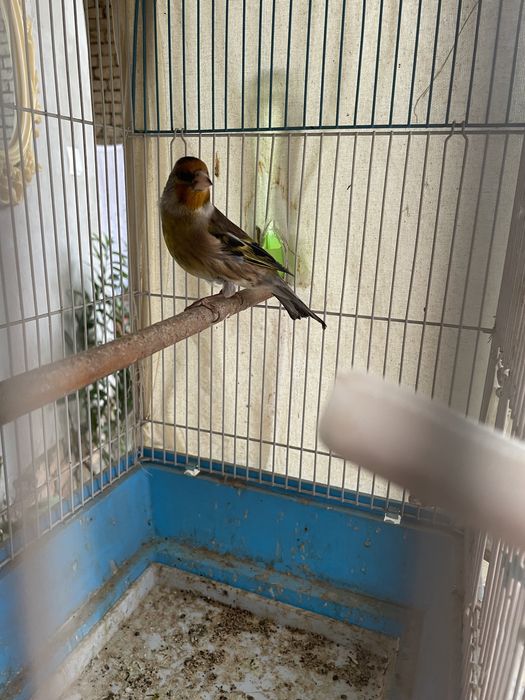 norchi gibrit sotiladi