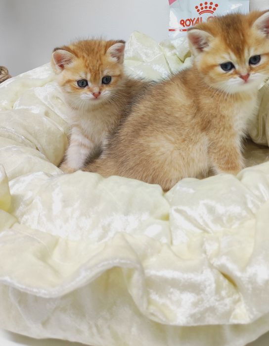 Британские котята