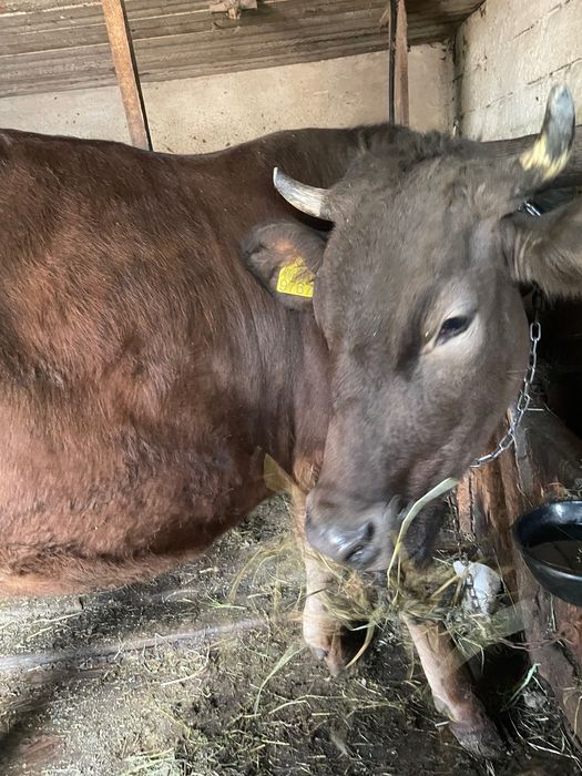 Vând vaca (junincă) cu vițel , vaca are 3 ani