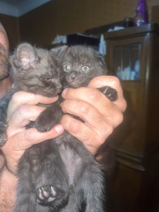 Котята британцы