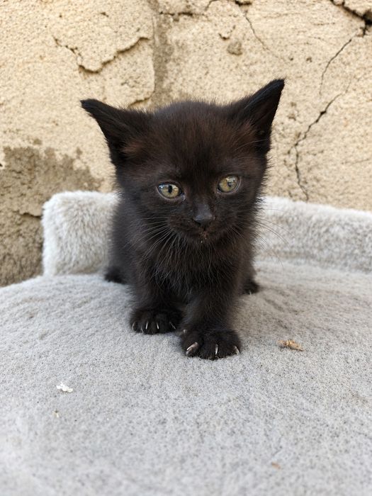 Отдаю котят в добрые ручки