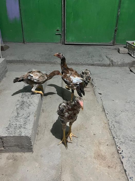 На продажу бойцовые цыплята