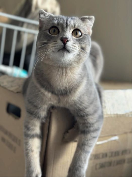 Ищем дом для кота