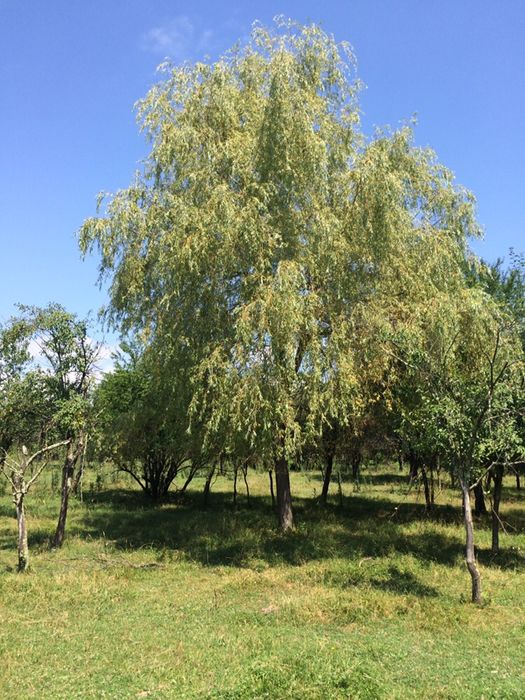 Продава се Парцел в с. Борима, Област Ловеч - 8900 кв.м за 8 €/кв.м - Снимка #8