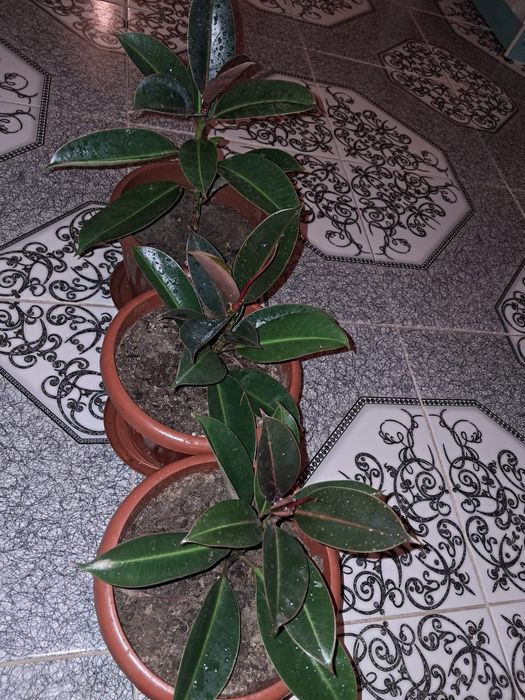 Домашние цветы Мырзакент