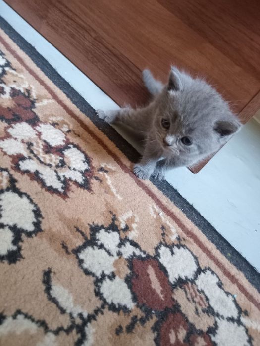 Продаю котят шатланских фолды