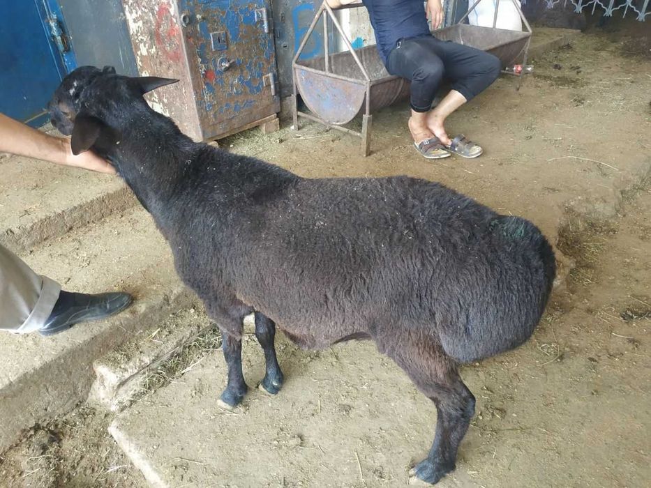 Кассоб хизмати. Барашки. Кучкорлар