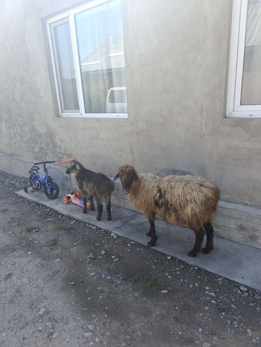 Продаются матки с ягнятами