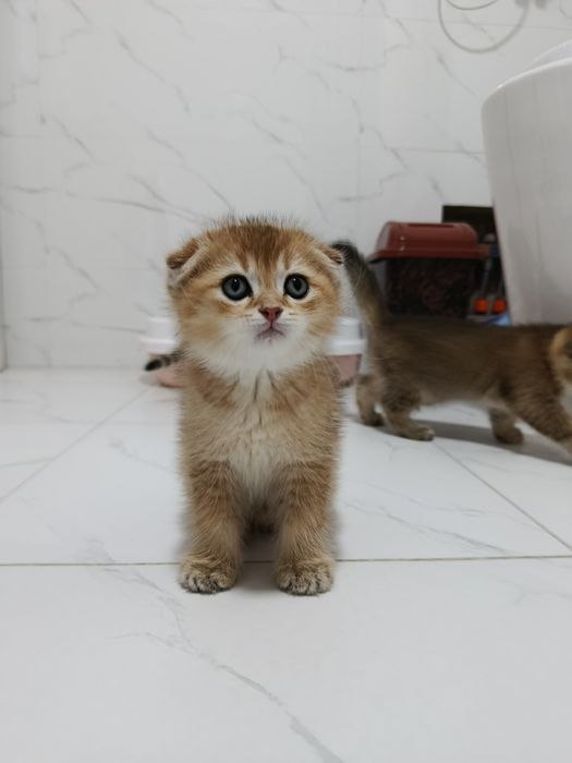 Продается котенок. Скотиш фолд