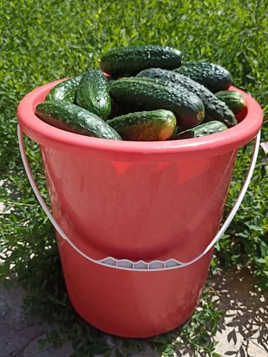 Продам огурцы домашние