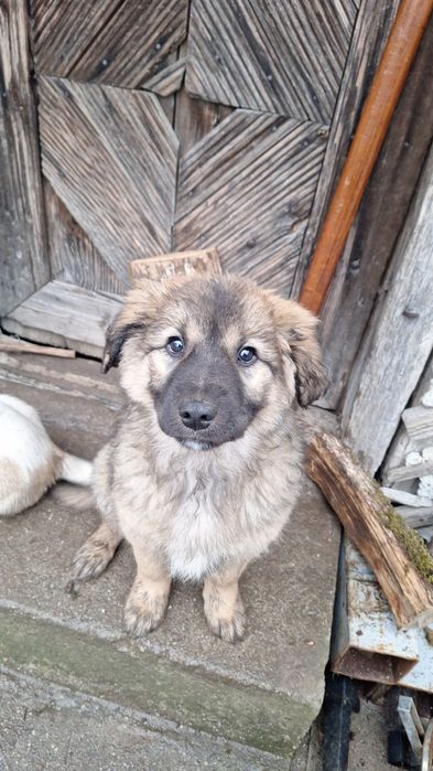 Donez  catelusi  talie mare, medie