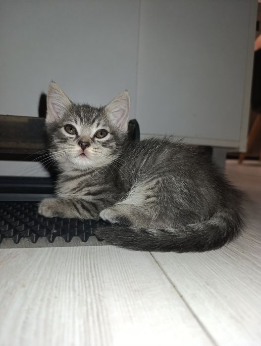 Котята породистые