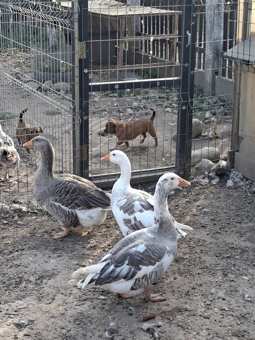 Familie tanara gaste romanesti