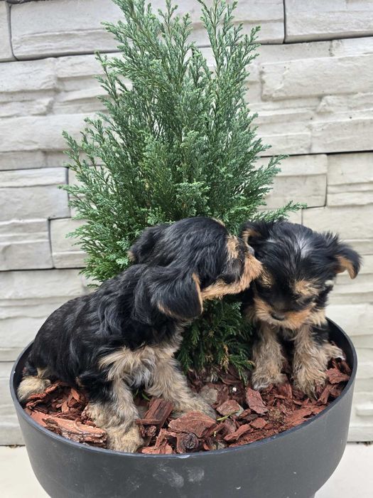 Мини йоркширски териер