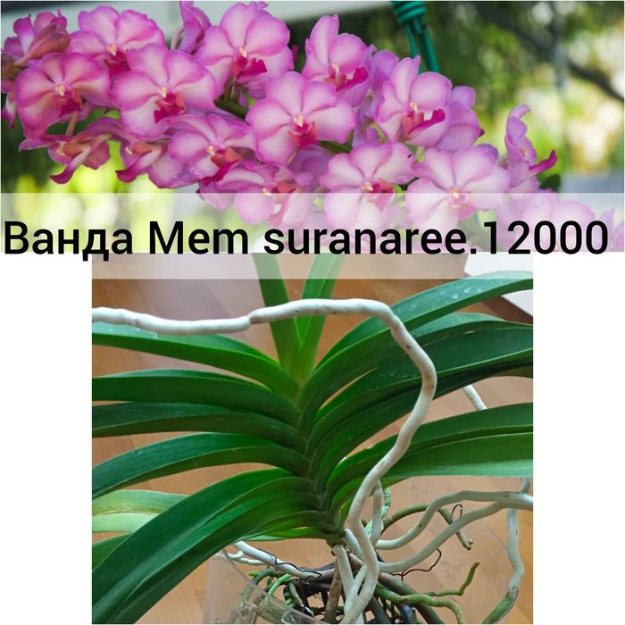 Орхидеи  сортовые Ванда