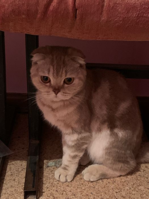 Шотландкая кошка