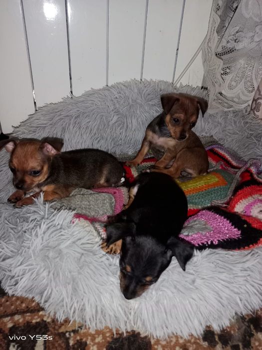 Продаём щенков мини тоя