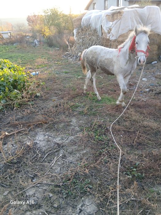 Manz de vânzare  de 5 luni