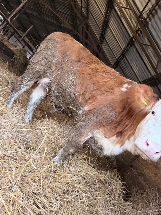 Juninci Gestante Baltata Romaneasca