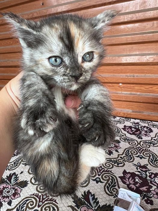 Отдам котят в хорошие руки