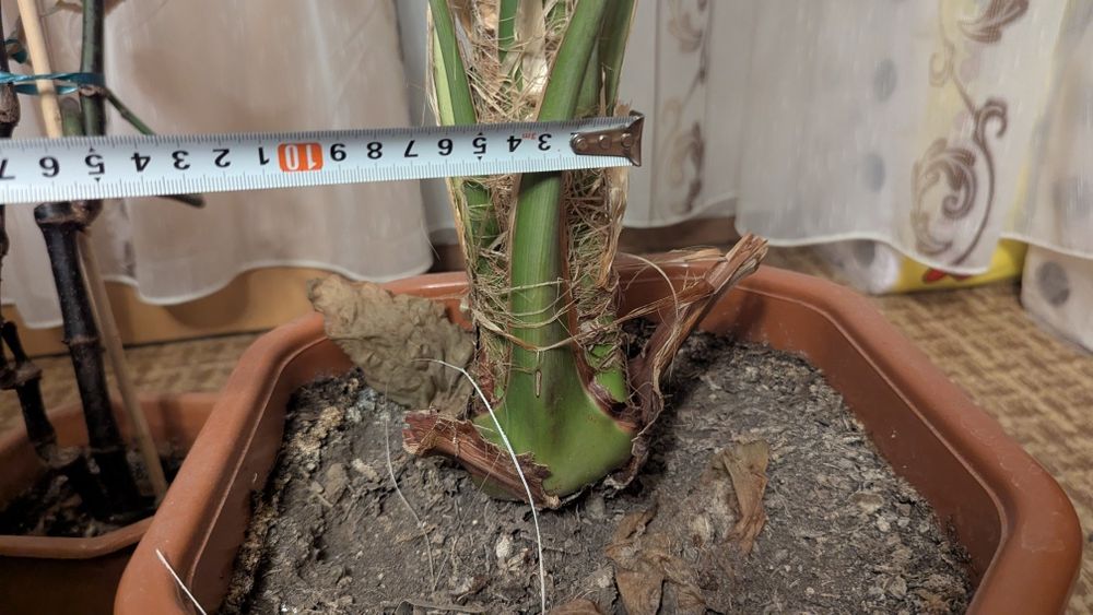 Голяма Финикова палма 250 см