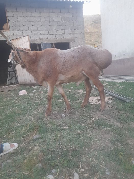 Арашан 2 жасар сатылады