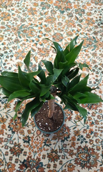 драцена компакта