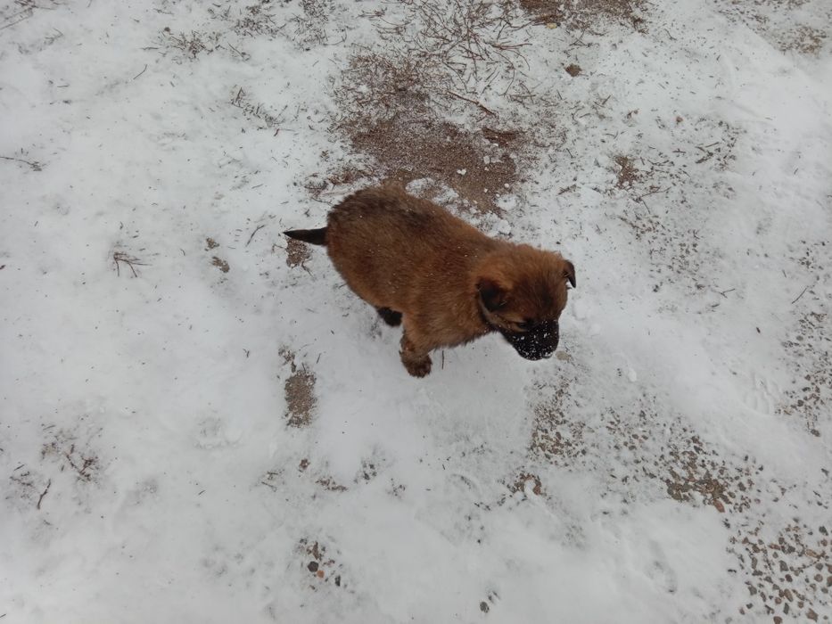 Щенки в хорошие руки