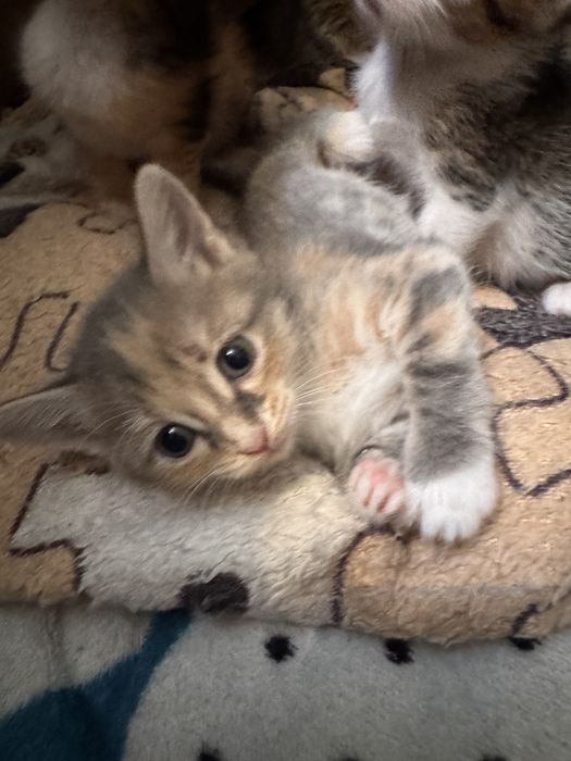 Отдам котят в хорошие руки!